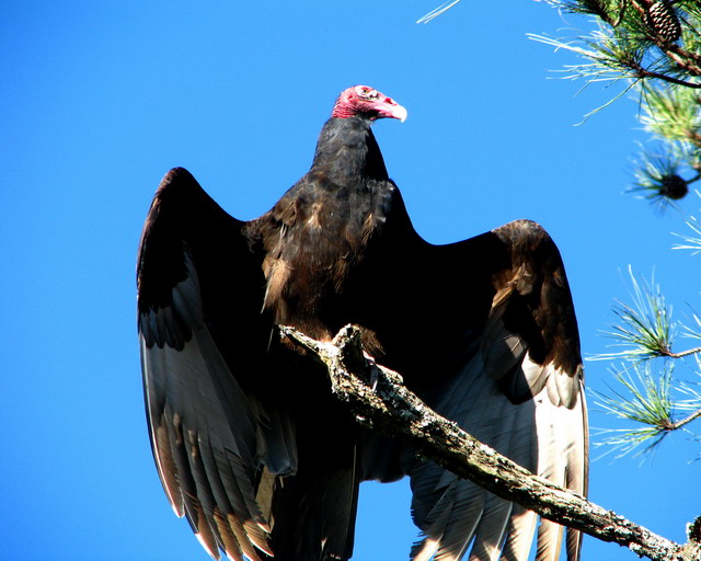 Turkey Vultures